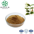 Scrophularia Ningpoensis Root Extract for Enhanced Vitality and Energy