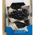 Uvas pretas longas crocantes e crocantes