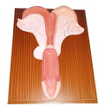 Anatomical model of horse uterus