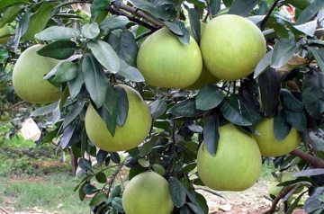2018 new crop honey pomelo