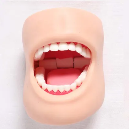 DARHMMY Realistic Dental Care Healthcare Model for Oral Medical Science Training