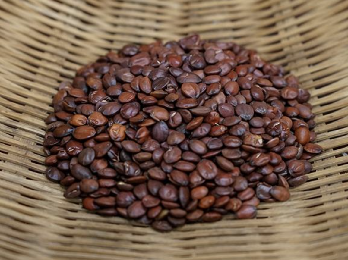 Ziziphus Seed Extract Manufacturer