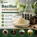 مسحوق بروبيوتيك Bacillus velezensis