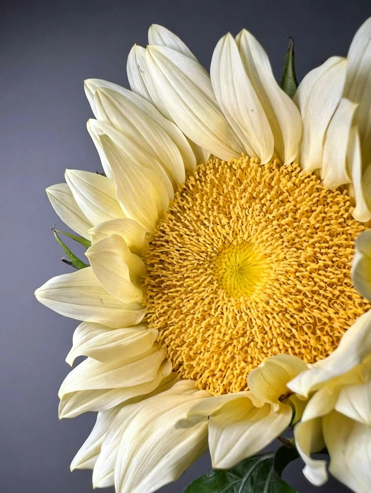 Cream Sunflower