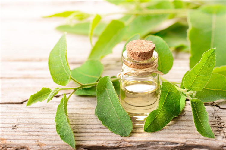 Therapeutic Grade Eucalyptus Globulus Essential Oil