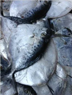 Chinese Export Frozen Moonfish whole round