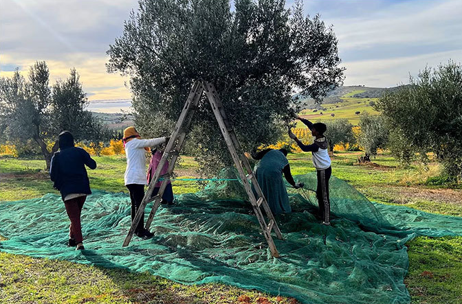 Rede de coleta de frutas de malha