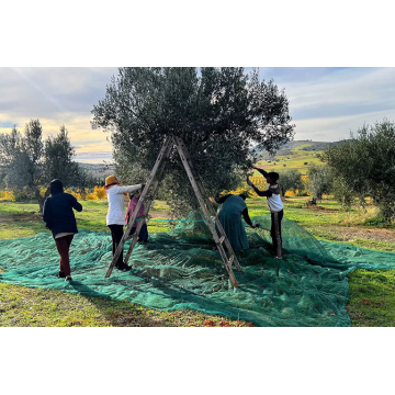 Rede de coleta de frutas de malha