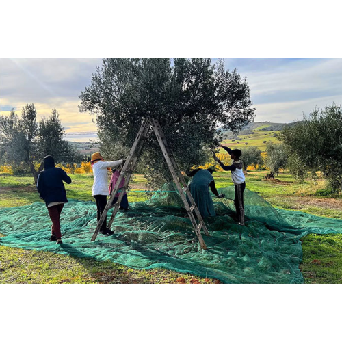 Rede de coleta de frutas de malha