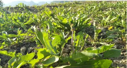 Dandelion root extract powder