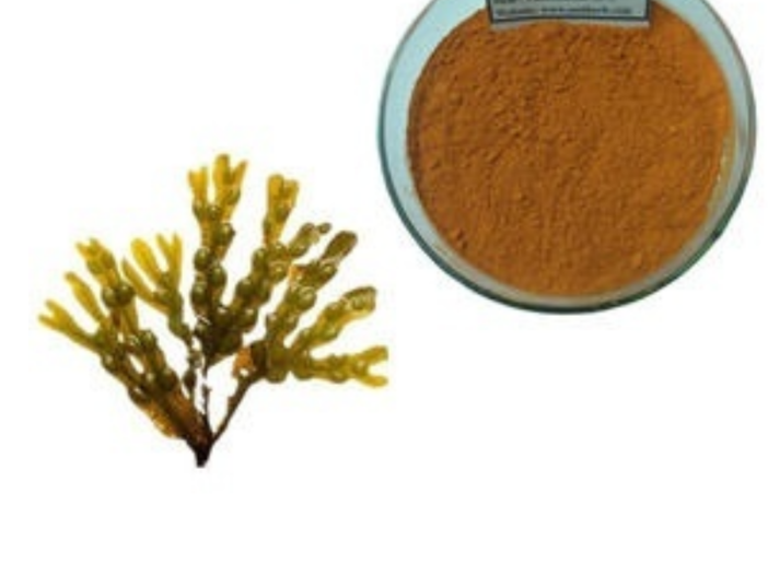 Kelp Extract Png