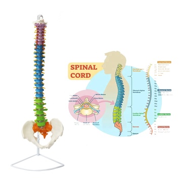 Life-Size PVC Spine Anatomical Model for Medical Education and Student Training