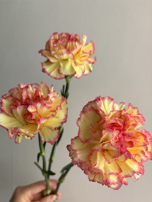 Bride Charm Carnation2
