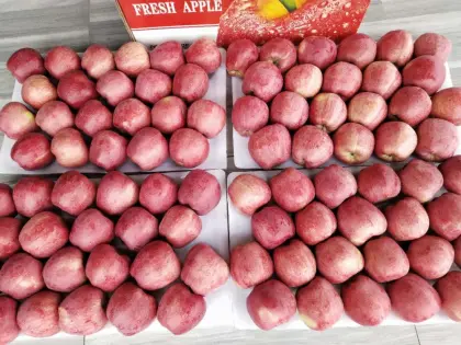 Full Color Good Quality Red Star Apple