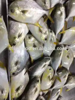gold pomfret fish frozen seafood