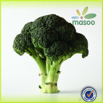 clean fresh broccoli/fresh broccoli/broccoli of high quality