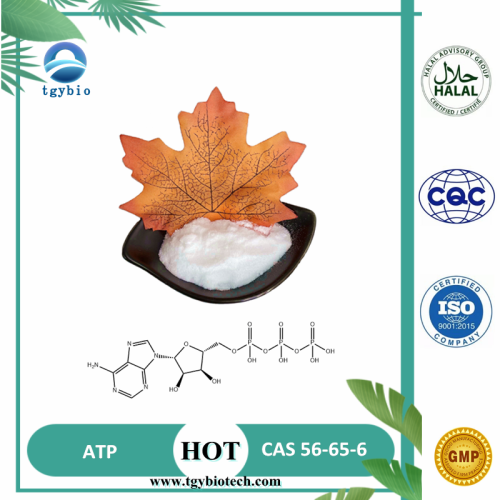 Alta Quanlidad 98% de polvo de adenosina trifosfato (ATP)