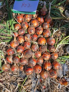 Premium Handpicked Yellow Onion