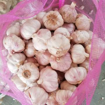 Carton Packing Fresh Garlic