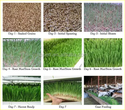 Automatic Barley Bean Sprout Machine