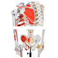 Coloration des muscles squelettiques et modèle de numéro de ligament 180 cm