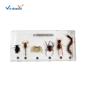Öğrenci için Arthropod Gömülü Numune