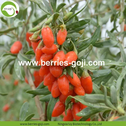 Wholesale Healthy Red Eu Standard Goji Berries