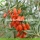 Gesunde rote Standard-Goji Beeren des Großverkaufs
