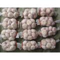 Kaufen Sie Normal White Garlic New Crop 2020