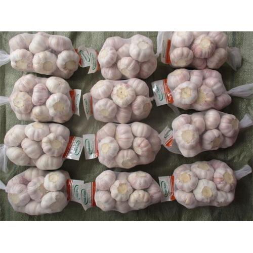 Buy Normal White Garlic New Crop 2020