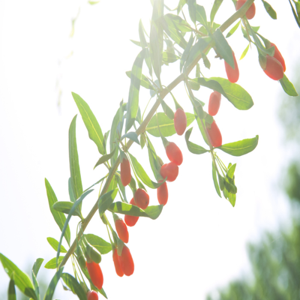 Standard JAS Gorąca sprzedaż chińskiego organicznego wolfberry