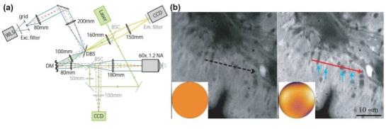 AOSIM system and imaging comparison before and after AO correction