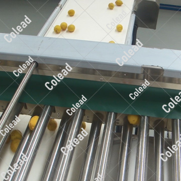 Machine de classement à rouleaux de quatre taille pour la transformation des aliments