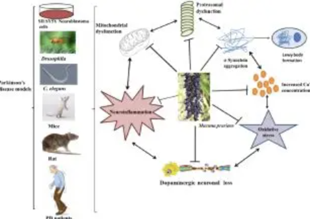 Mucuna Pruriens Extract Manufacturer Mucuna Supplier Mucuna Extract Bulk Powder Herbal Extract Factory