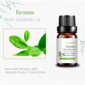 Water Soluble Ravensara Essential Oil For Healthcare Massage