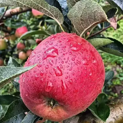 Tasty YN Fresh Apple Collection