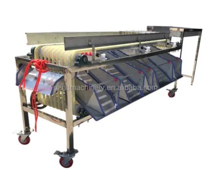 Fruit Pre-sizing Machine for Medjool Dates, Jujube, Dattes, and Plums Sorting