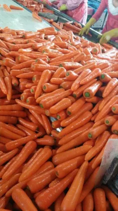 Good Vegetable Fresh Carrots