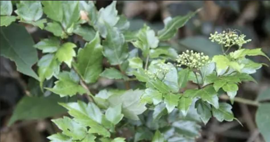 Dihydromyricetin Raw Material Supplier