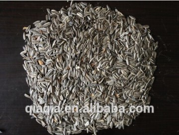 Sunflower Seeds for Bird Food Hot Sale