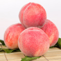 Superior Quality Peach Powder for Daily Nutrition