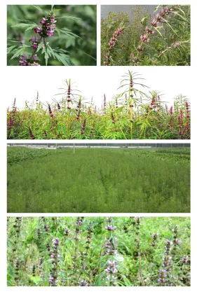 Pure Natural Herb Tea - Nongjia Yi Dymenia Leonurus Tea (No Additives)