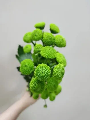 Spray chrysanthemum Green Forest Pompon