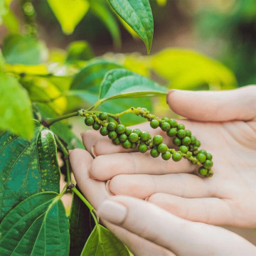 Different uses of white pepper in cooking