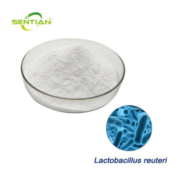 Probiotics Health Supplement Lactobacillus Reuteri