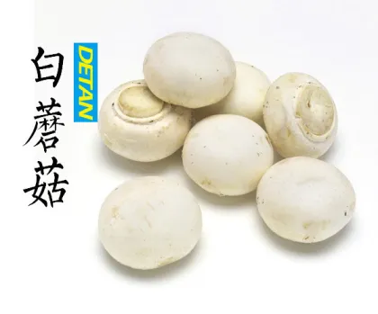 Fresh white button mushroom Delicate Champignon Mushroom