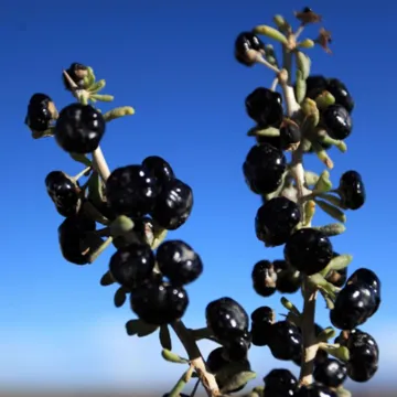 Black Goji berry in Dried Fruit