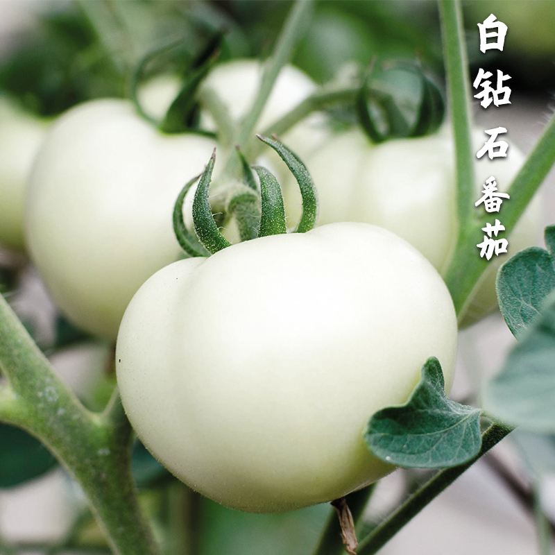 white tomato 