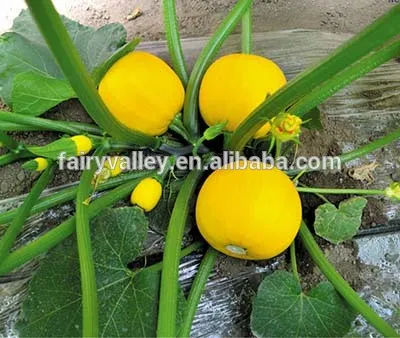 Hybrid yellow pumpkin seeds For Growing-Golden Ingot