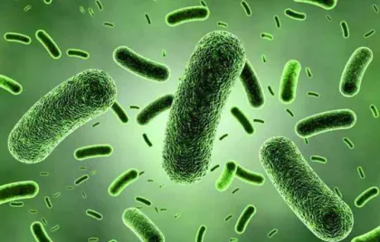 Lactobacillus Rhamnosus Probiotics Powder